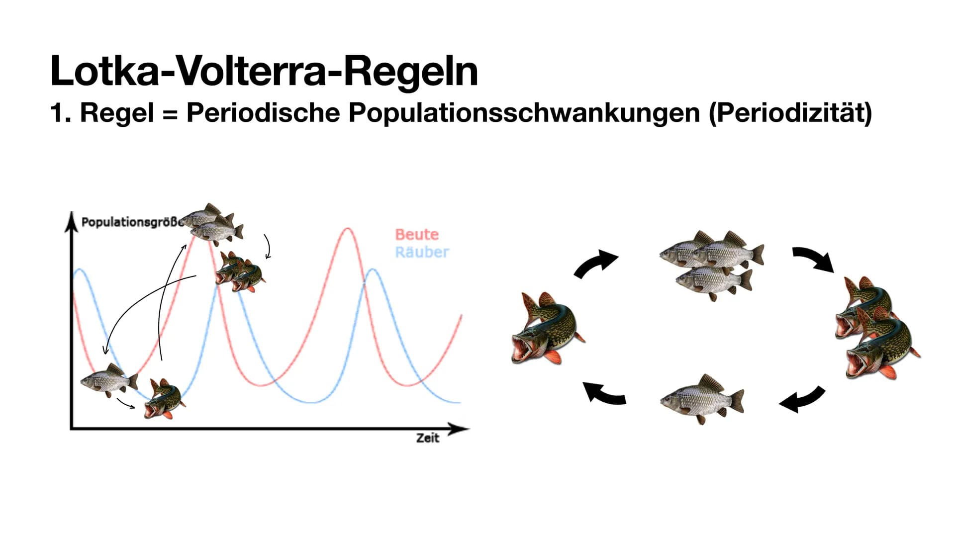 Räuber-Beute-Beziehung
Giulia Fritzsch # Räuber-Beute-Beziehung
* dominante Tierart (der Räuber) ernährt sich primär von einer anderen Tiera