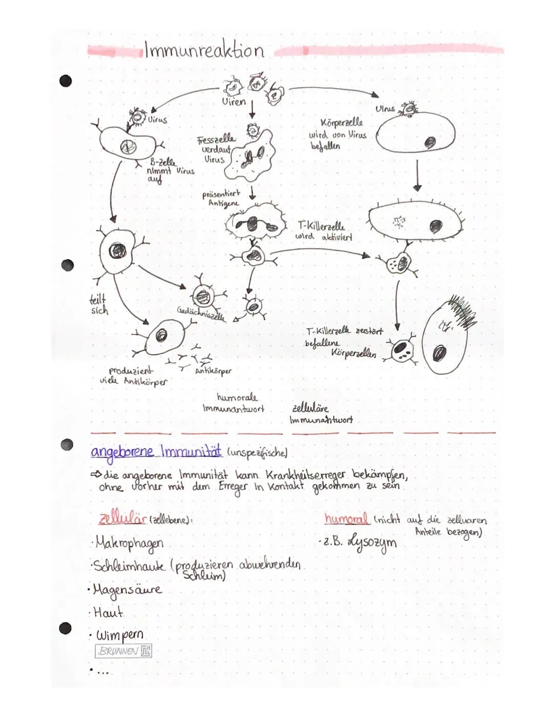 Biologie Lernzettel – Seite 3