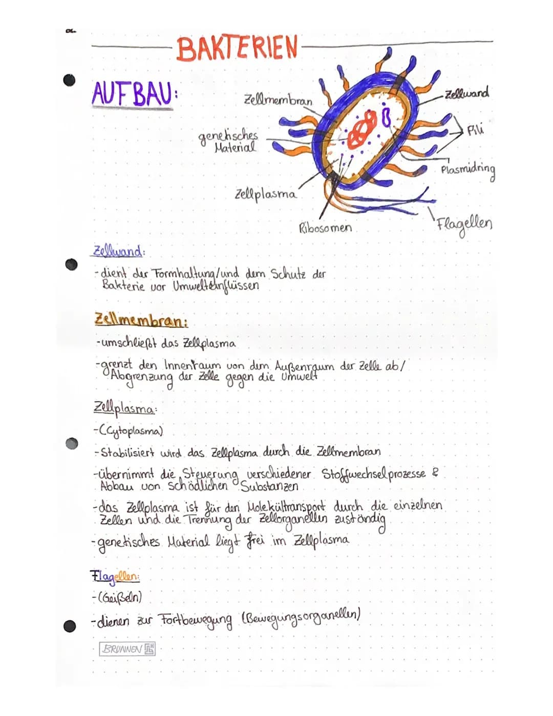 Biologie Lernzettel – Seite 6