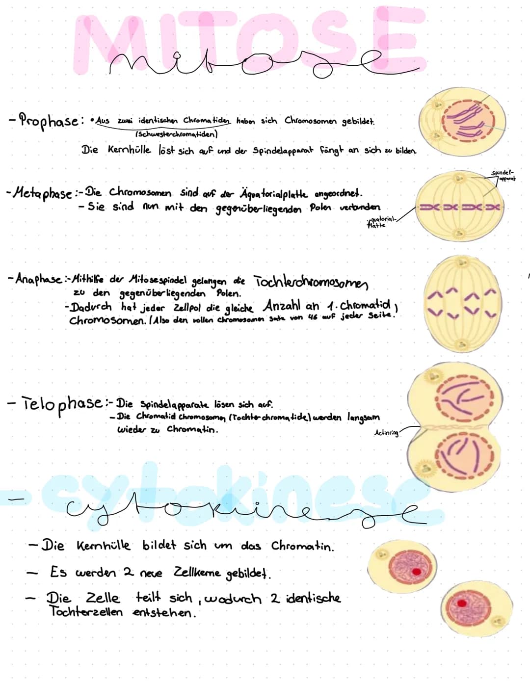# MITOSE
- Prophase: Aus zwei identischen Chromatiden haben sich Chromosomen gebildet.
(Schwesterchromatiden)
Die Kernhülle löst sich auf un
