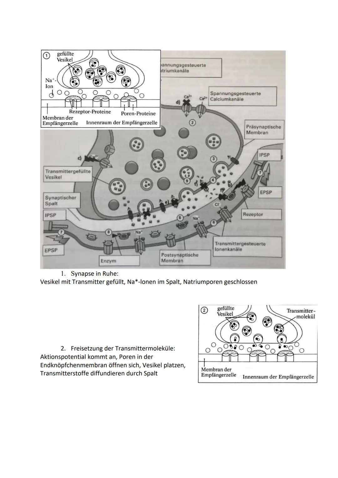 # 2. Formen der Erregungsweiterleitung
## Kontinuierliche Erregungsleitung
* Findet sich an marklosen Axonen (d.h. ohne Myelinscheide/Marks