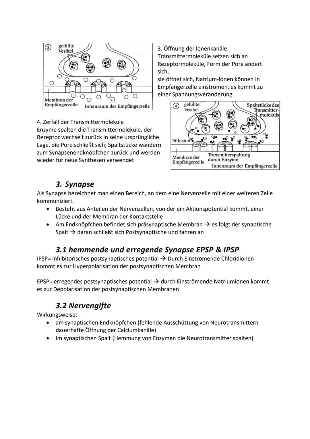 # 2. Formen der Erregungsweiterleitung
## Kontinuierliche Erregungsleitung
* Findet sich an marklosen Axonen (d.h. ohne Myelinscheide/Marks