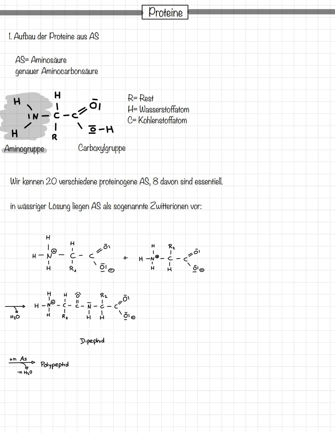 # Proteine
## I. Aufbau der Proteine aus AS
AS= Aminosäure
genauer Aminocarbonsäure
R= Rest
H= Wasserstoffatom
C= Kohlenstoffatom
Aminogrupp