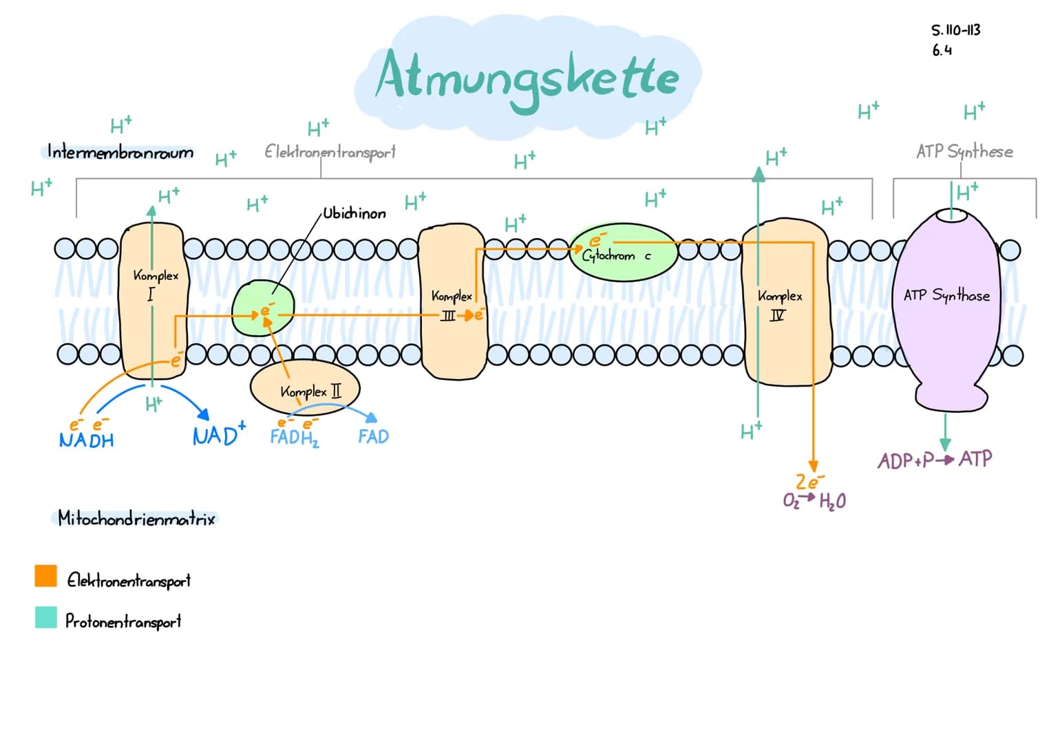 # Atmungskette
S. 110-113
6.4
1. NADH gibt zwei Elektronen ($e^-$) und ein Proton an Komplex I ab und wird zu $NAD^+$ oxidiert
2. Elektronen