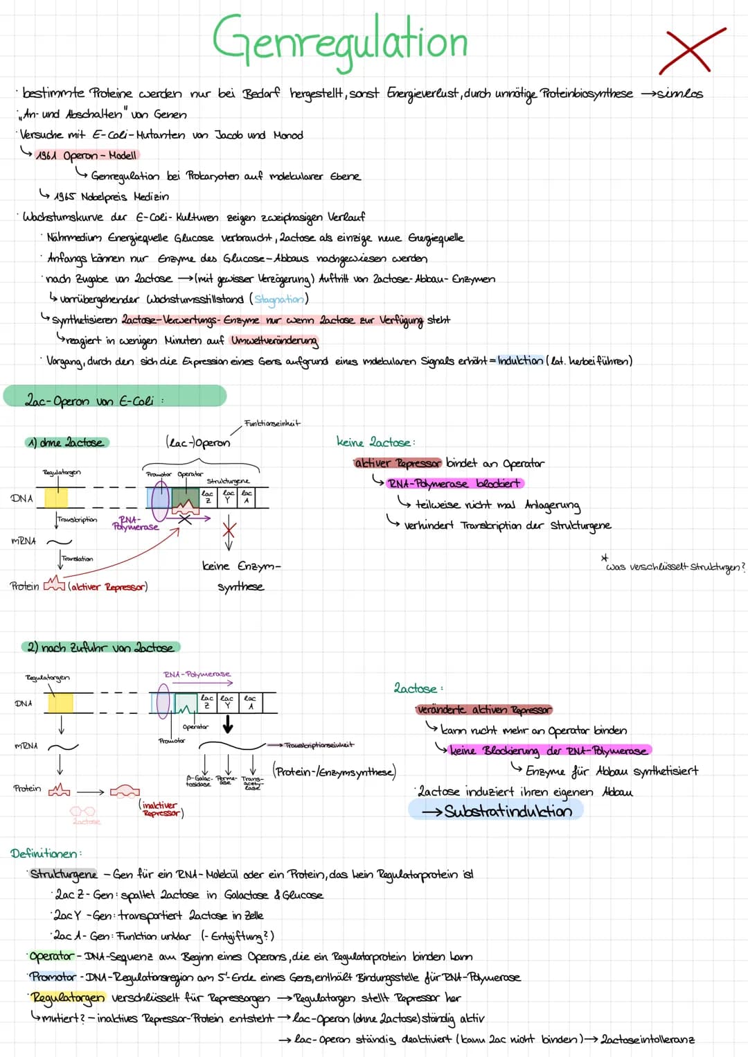(Prokaryoten-ebene)
# NEGATIVE RÜCKKOPPLUNG ~ SUBSTRATINDUKTION ENDPRODUKTREPRESSION
1. Beispiel: Lactose-Operon
2. Beispiel: Tryptophan-Op