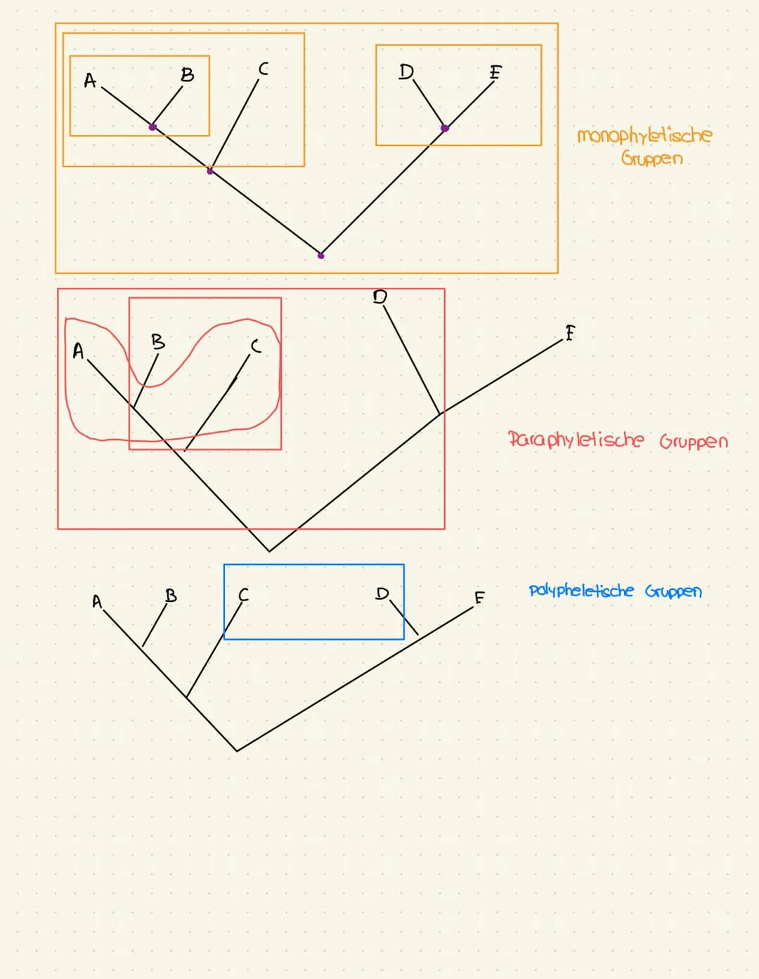 - A.
- B
- C
- D
- F
- B
- A
- C
- D
- F
- A
- B
- D
- F
- monophyletische
- Gruppen
- Paraphyletische Gruppen
- Polypheletische Gruppen EVO