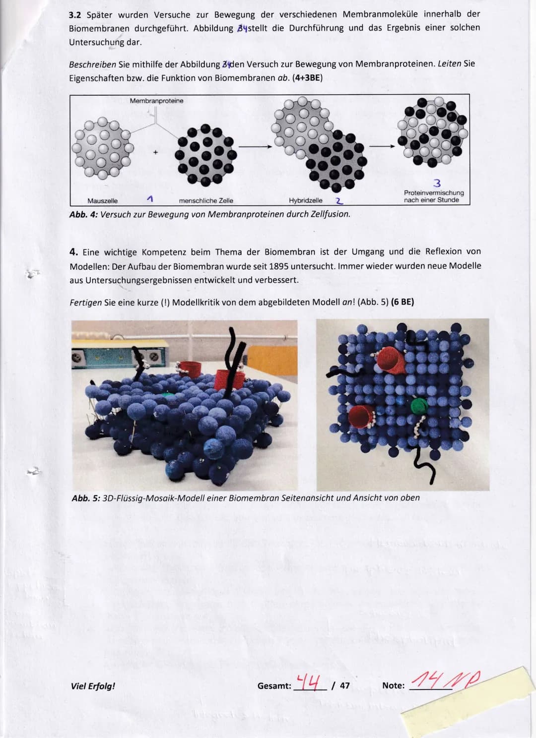 3.2 Später wurden Versuche zur Bewegung der verschiedenen Membranmoleküle innerhalb der Biomembranen durchgeführt. Abbildung Bystellt die Du
