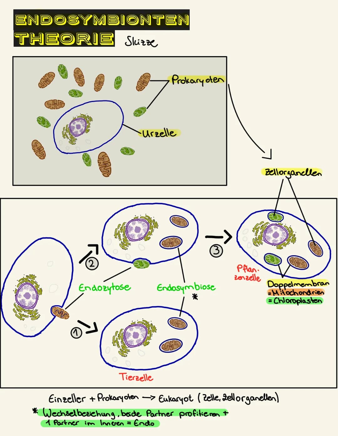 # ENDOSYMBIONTEN THEORIE Notizen
## Verlauf:
1. (Endozytose)
Urzelle verleibt sich prokaryotische Zellen ein, da beide Partner profitie