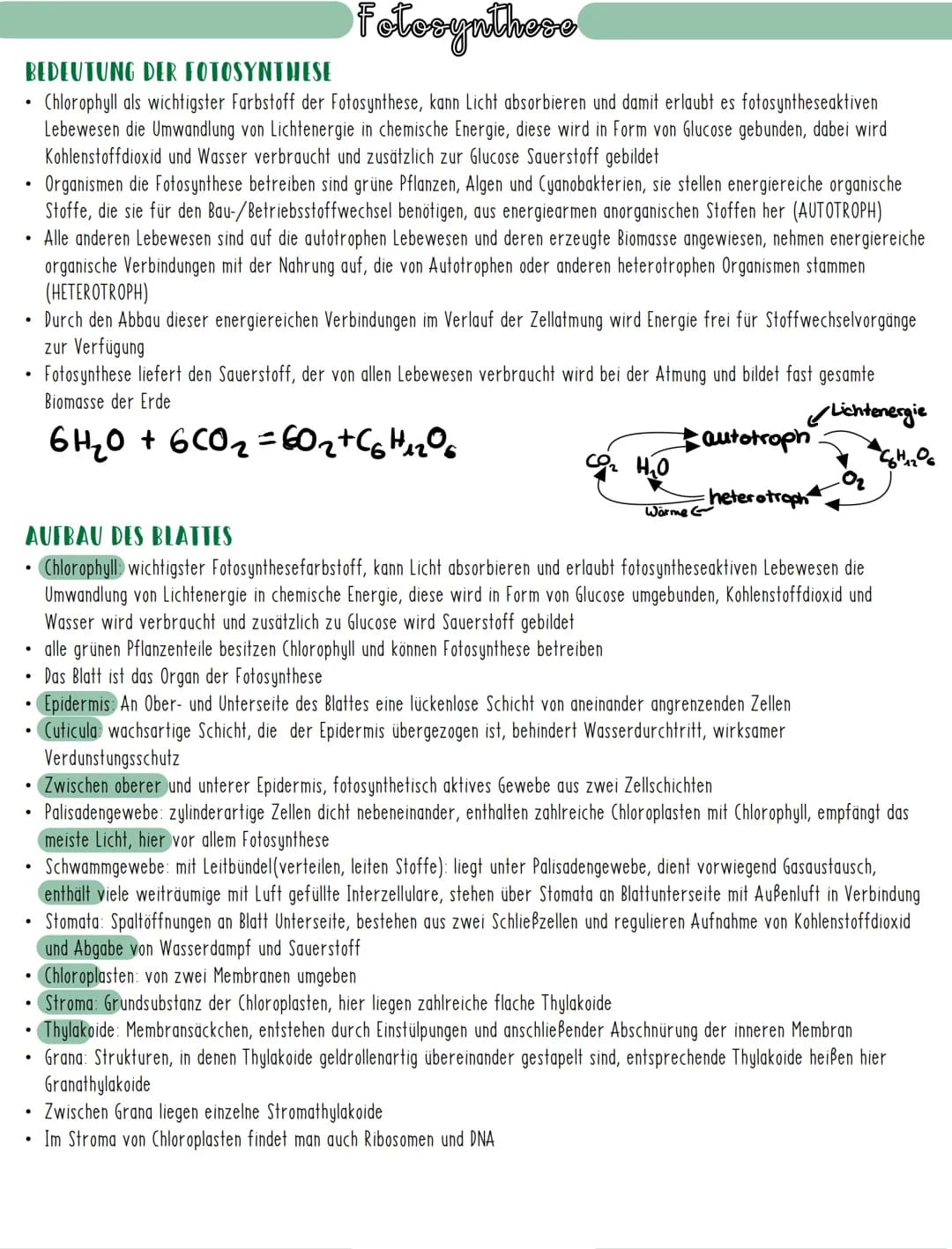 # Fotosynthese
## BEDEUTUNG DER FOTOSYNTHESE
* Chlorophyll als wichtigster Farbstoff der Fotosynthese, kann Licht absorbieren und damit