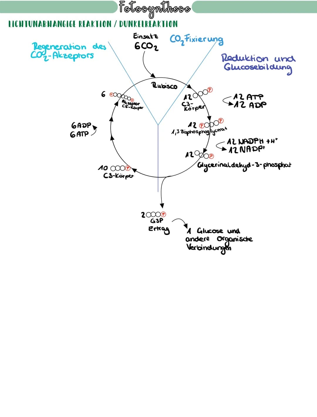 # Fotosynthese
## BEDEUTUNG DER FOTOSYNTHESE
* Chlorophyll als wichtigster Farbstoff der Fotosynthese, kann Licht absorbieren und damit