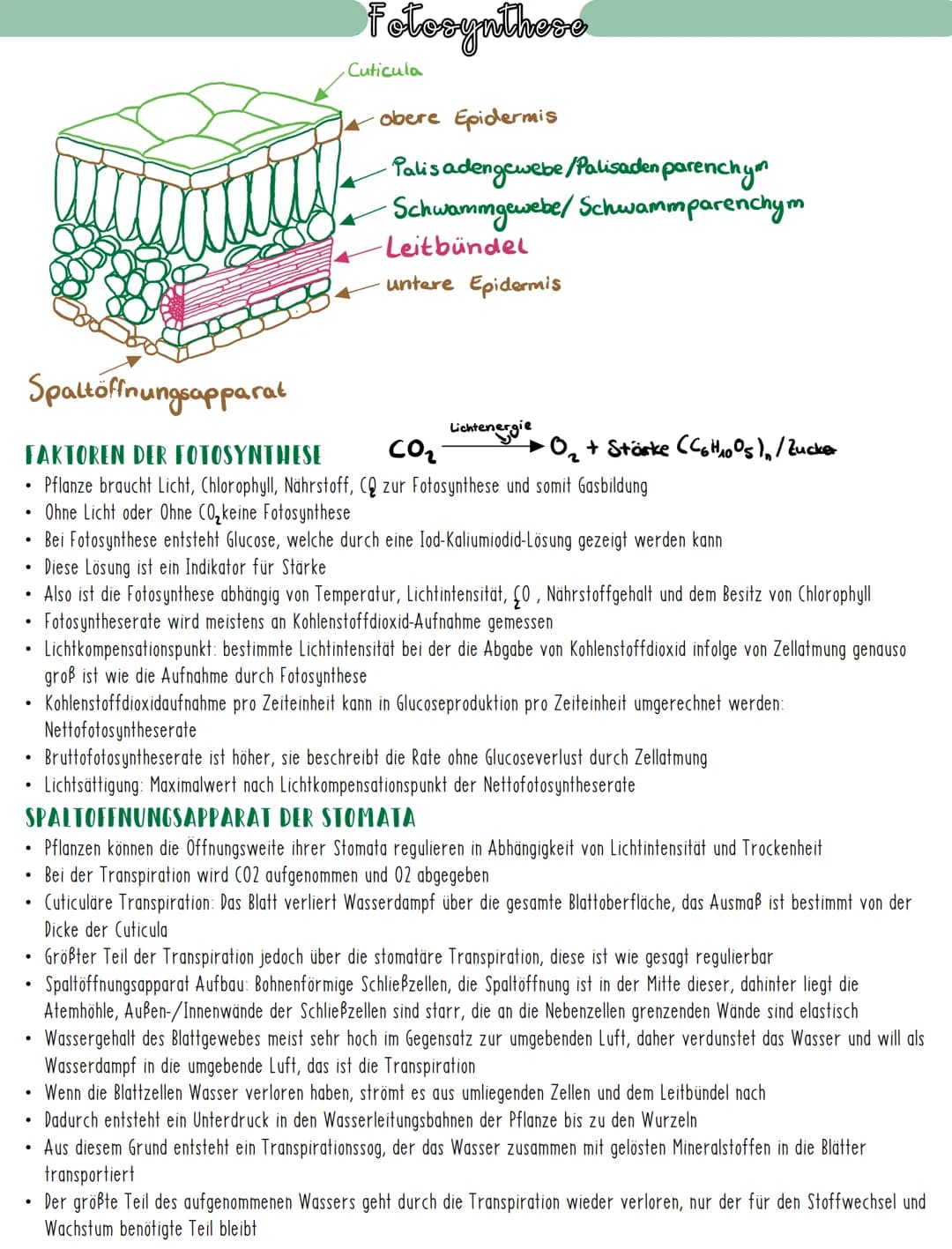 # Fotosynthese
## BEDEUTUNG DER FOTOSYNTHESE
* Chlorophyll als wichtigster Farbstoff der Fotosynthese, kann Licht absorbieren und damit