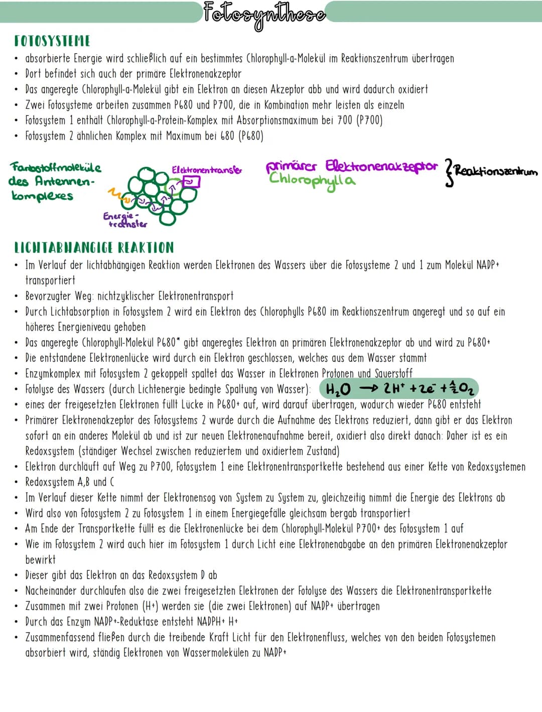 # Fotosynthese
## BEDEUTUNG DER FOTOSYNTHESE
* Chlorophyll als wichtigster Farbstoff der Fotosynthese, kann Licht absorbieren und damit