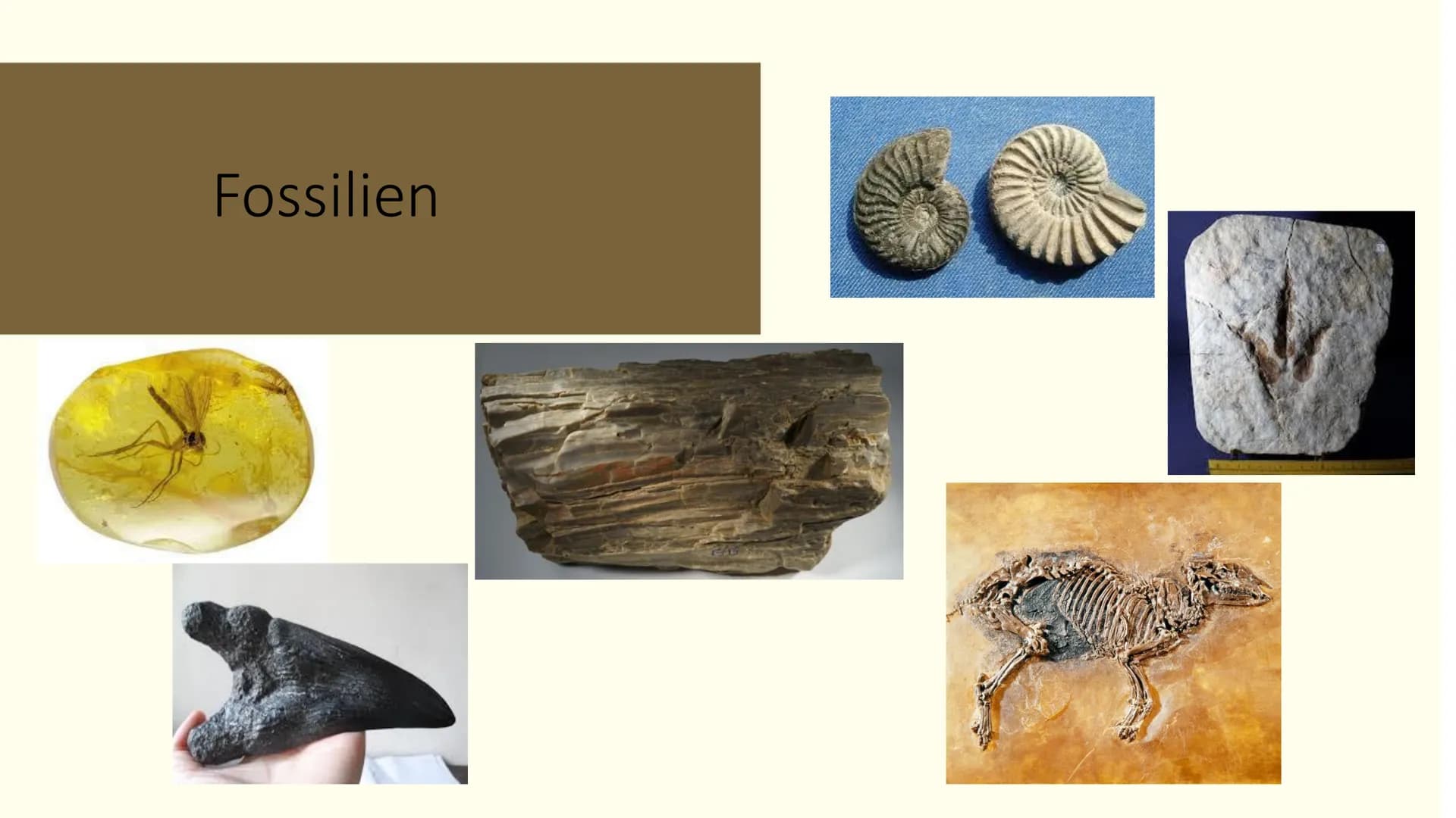 # Bio Paläontologie Zusammenfassung:
Ich Paläontologie- was ist das eigentlich?: (Kurs fragen)
Paläontologie ist die Wissenschaft, die sich