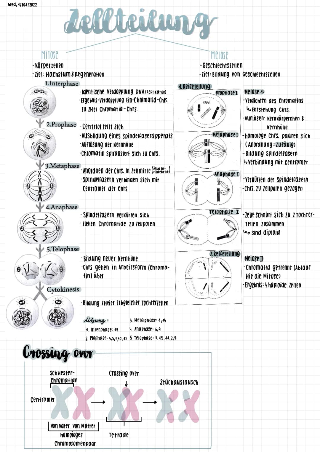 wed, 4210412022
# Jellteilung
## Mitose
- Körperzellen
- Ziel: Hachstum & Regeneration
### 1.Interphase
- Identische veraopplung DNA (Rep