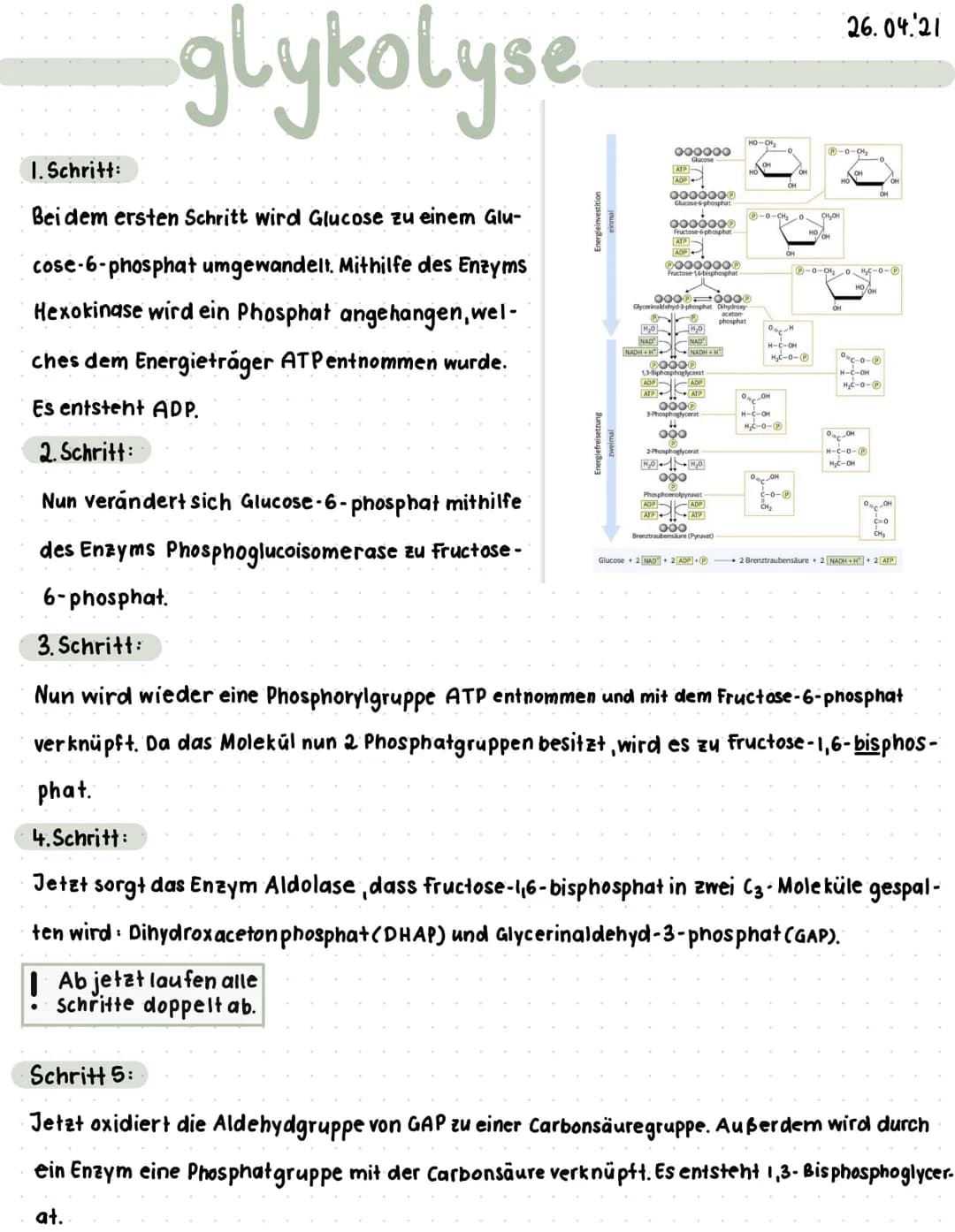 # glykolyse 26.04.21
### Schritt 6:
Nun wird 1,3-Bisphosphoglycerat eine Phosphatgruppe abgespalten. Es entstent 1,3-Bisphosphoglycerat. Di