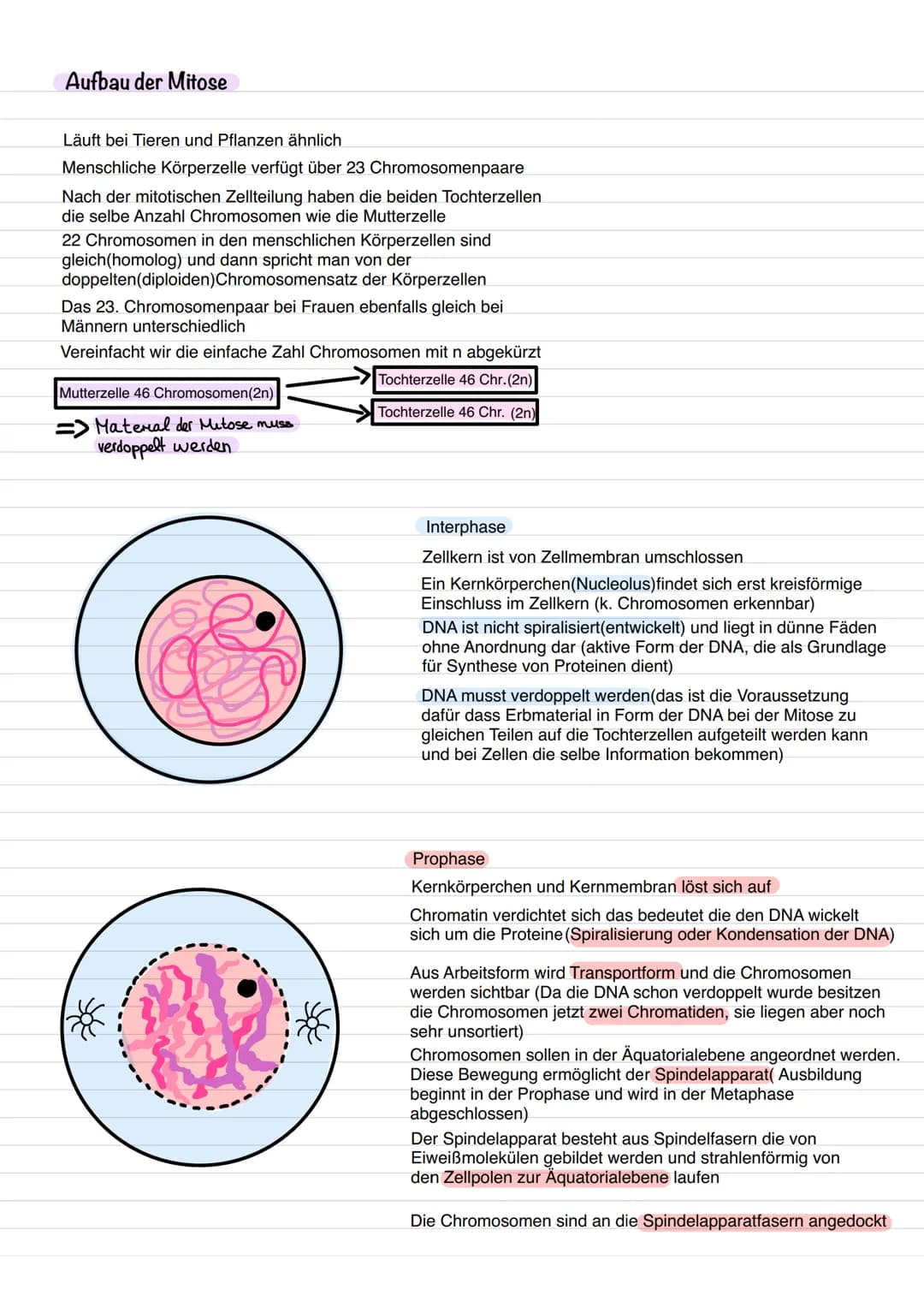 <h2>Der haploide Chromosomensatz bei Keimzellen</h2>
<p>Bei den Zellkernen der Keimzellen, wie Eizellen und Spermien, ist ein einfacher (ha