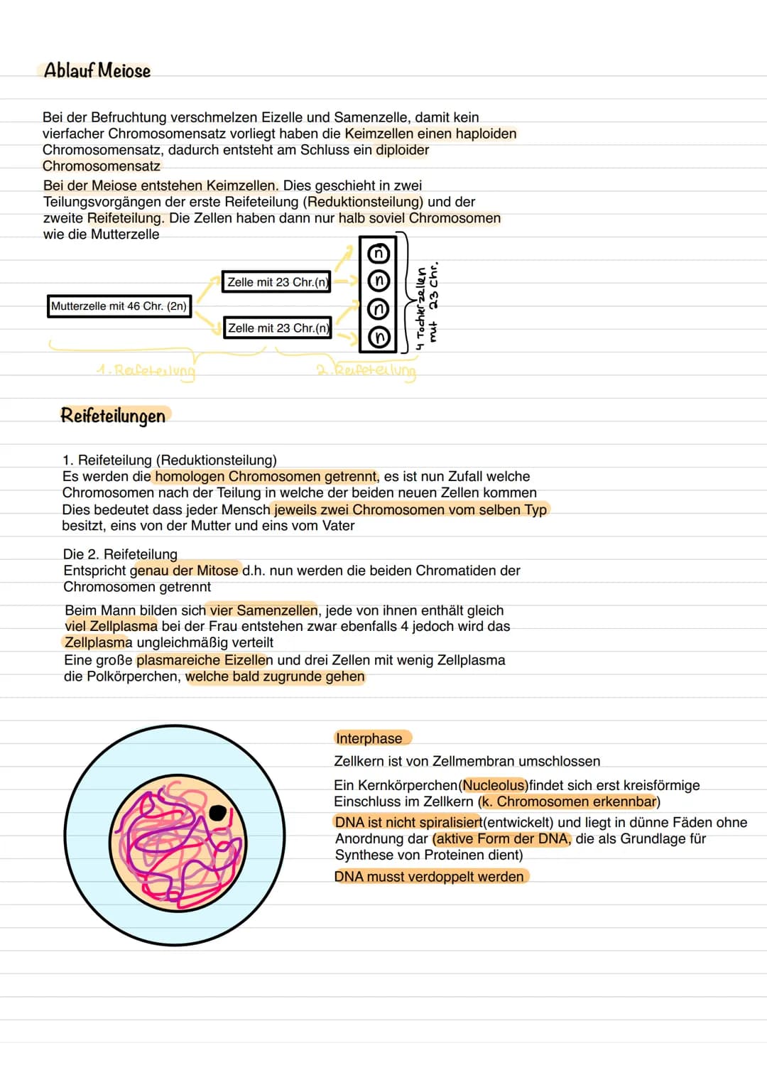 <h2>Der haploide Chromosomensatz bei Keimzellen</h2>
<p>Bei den Zellkernen der Keimzellen, wie Eizellen und Spermien, ist ein einfacher (ha