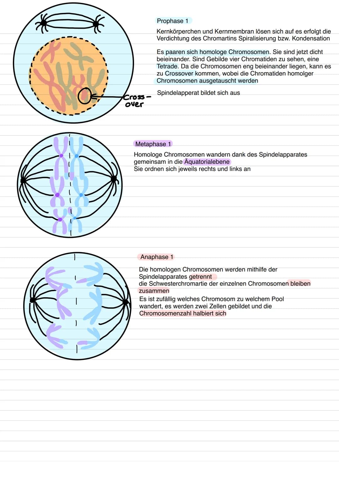 <h2>Der haploide Chromosomensatz bei Keimzellen</h2>
<p>Bei den Zellkernen der Keimzellen, wie Eizellen und Spermien, ist ein einfacher (ha