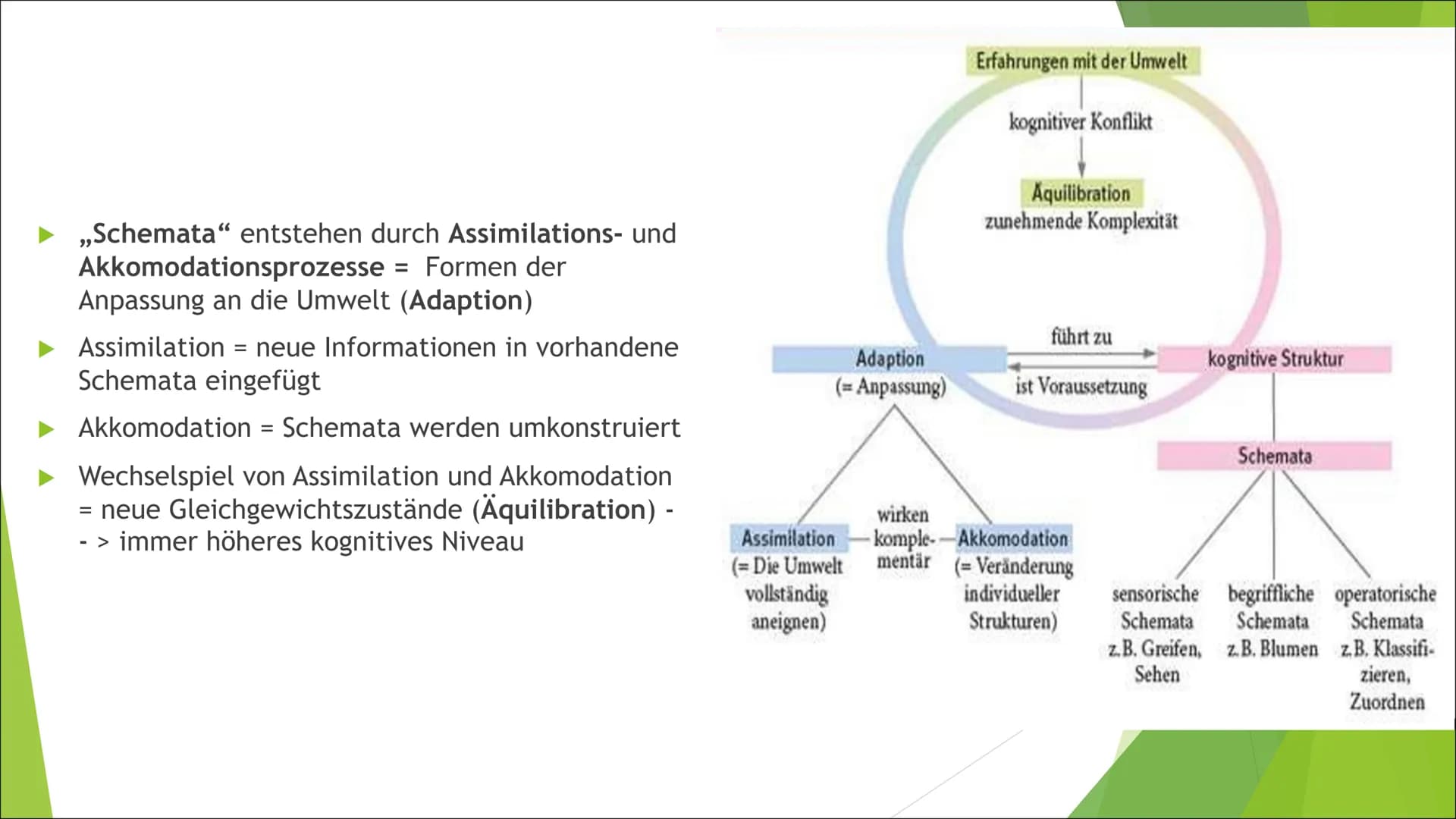 Von: laecheleinfachmal
# KOGNITIVE ENTWICKLUNG NACH JEAN PIAGET
* 1896–1980, Schweizer Entwicklungspsychologe
## Kerngedanken
* Wissen w