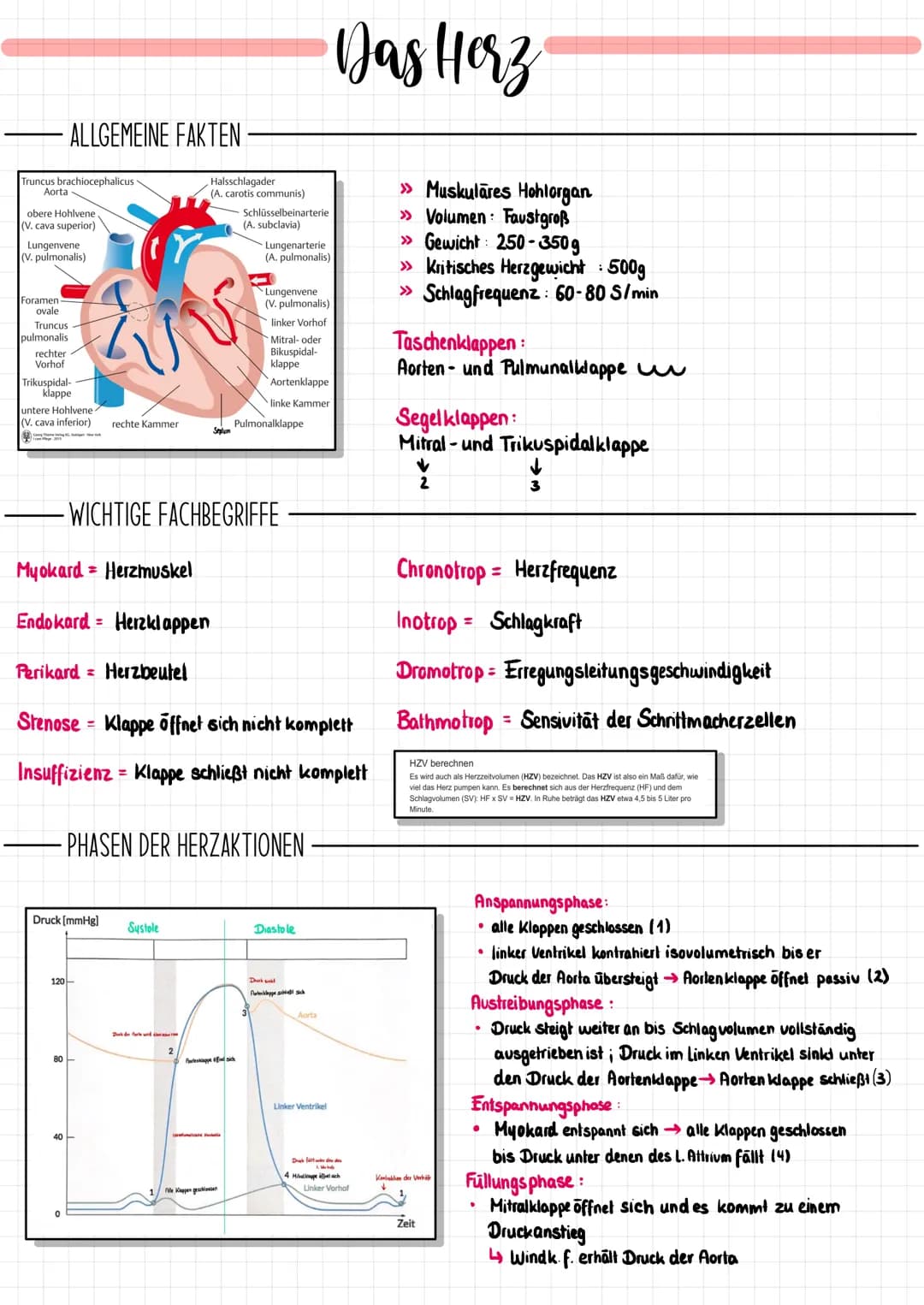 # Das Herz
## ALLGEMEINE FAKTEN
Truncus brachiocephalicus
Aorta
obere Hohlvene
(V. cava superior)
Lungenvene
(V. pulmonalis)
Foramen
ovale