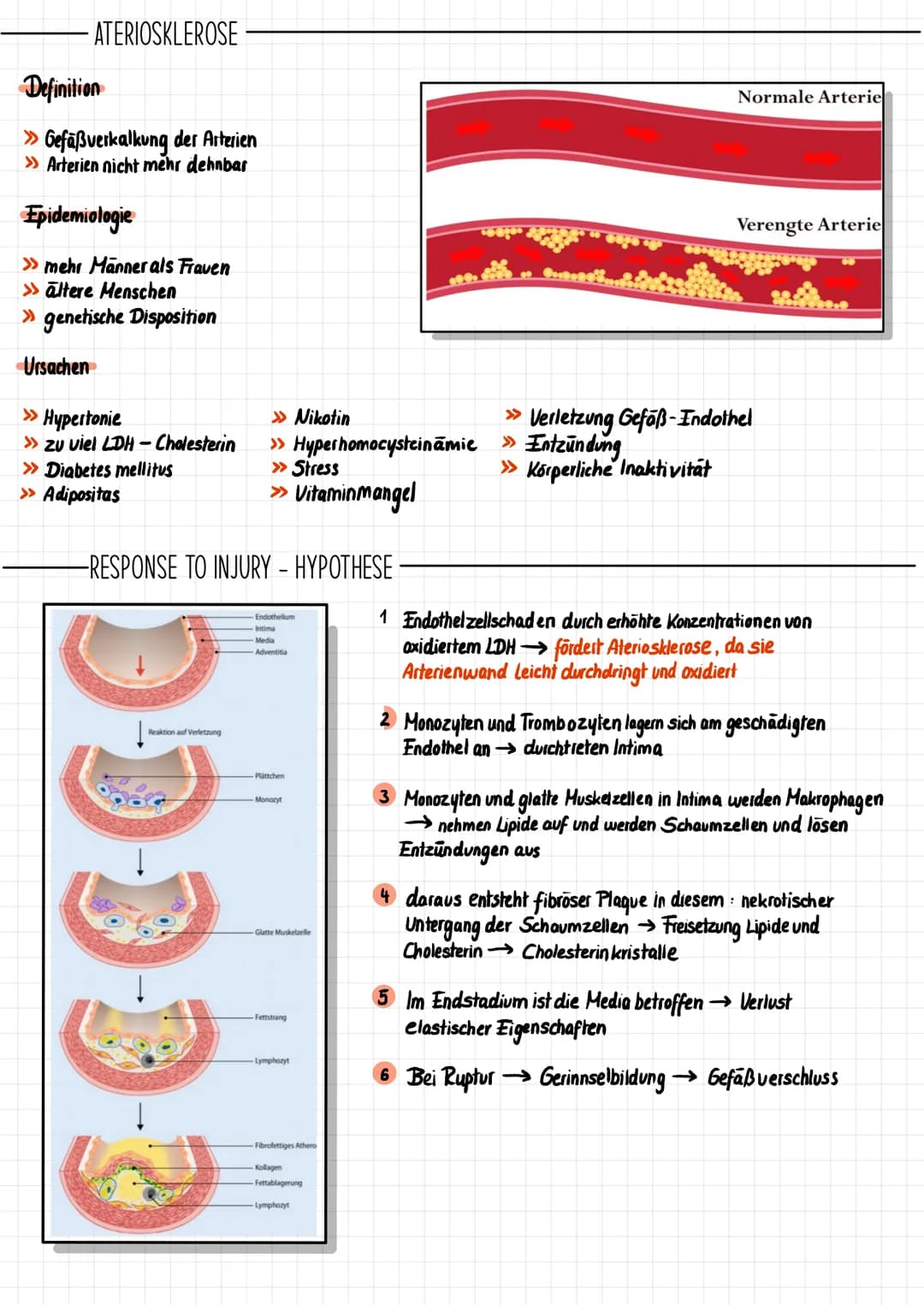 # Das Herz
## ALLGEMEINE FAKTEN
Truncus brachiocephalicus
Aorta
obere Hohlvene
(V. cava superior)
Lungenvene
(V. pulmonalis)
Foramen
ovale