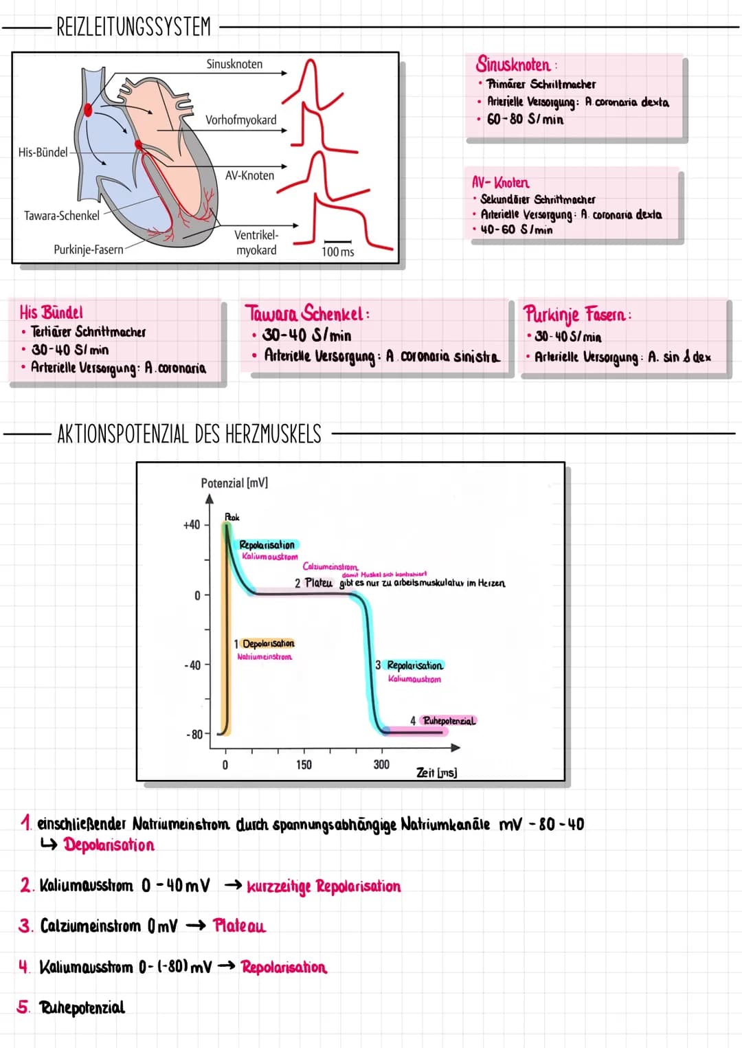 # Das Herz
## ALLGEMEINE FAKTEN
Truncus brachiocephalicus
Aorta
obere Hohlvene
(V. cava superior)
Lungenvene
(V. pulmonalis)
Foramen
ovale