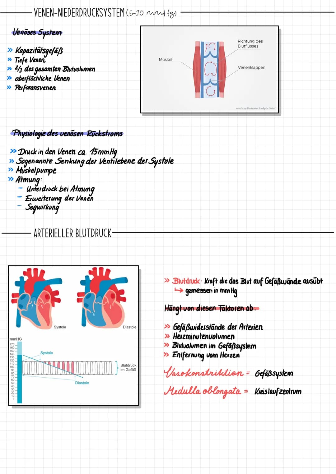 # Das Herz
## ALLGEMEINE FAKTEN
Truncus brachiocephalicus
Aorta
obere Hohlvene
(V. cava superior)
Lungenvene
(V. pulmonalis)
Foramen
ovale