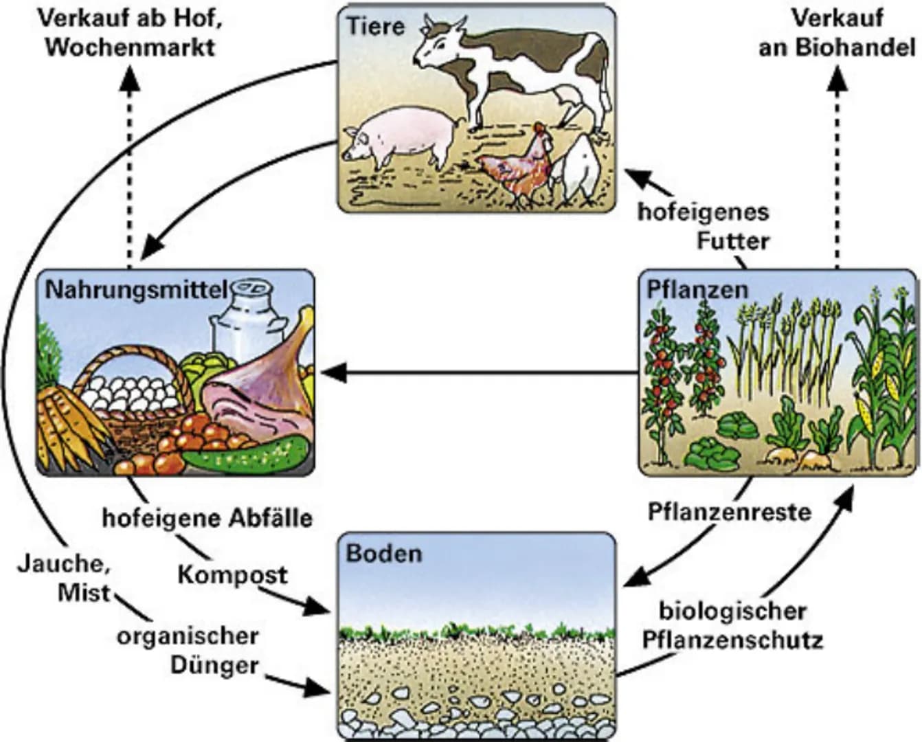 Verkauf ab Hof,
Wochenmarkt
Tiere
Nahrungsmittel
Verkauf
an Biohandel
hofeigenes
Futter
Pflanzen
hofeigene Abfälle
Pflanzenreste
Boden
Jauch
