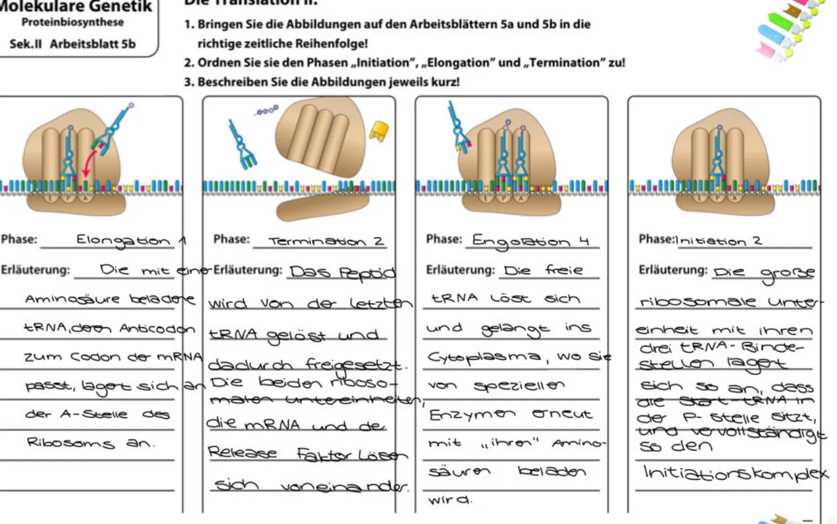 5 von 13
# Molekulare Genetik
Proteinbiosynthese
Sek.II Arbeitsblatt 4
## Die Translation I:
1. Benennen Sie die an der Translation beteilig