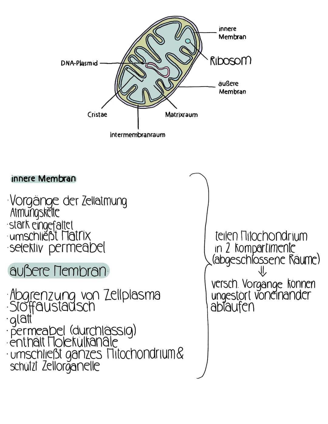 Mitochondrium – Seite 1
