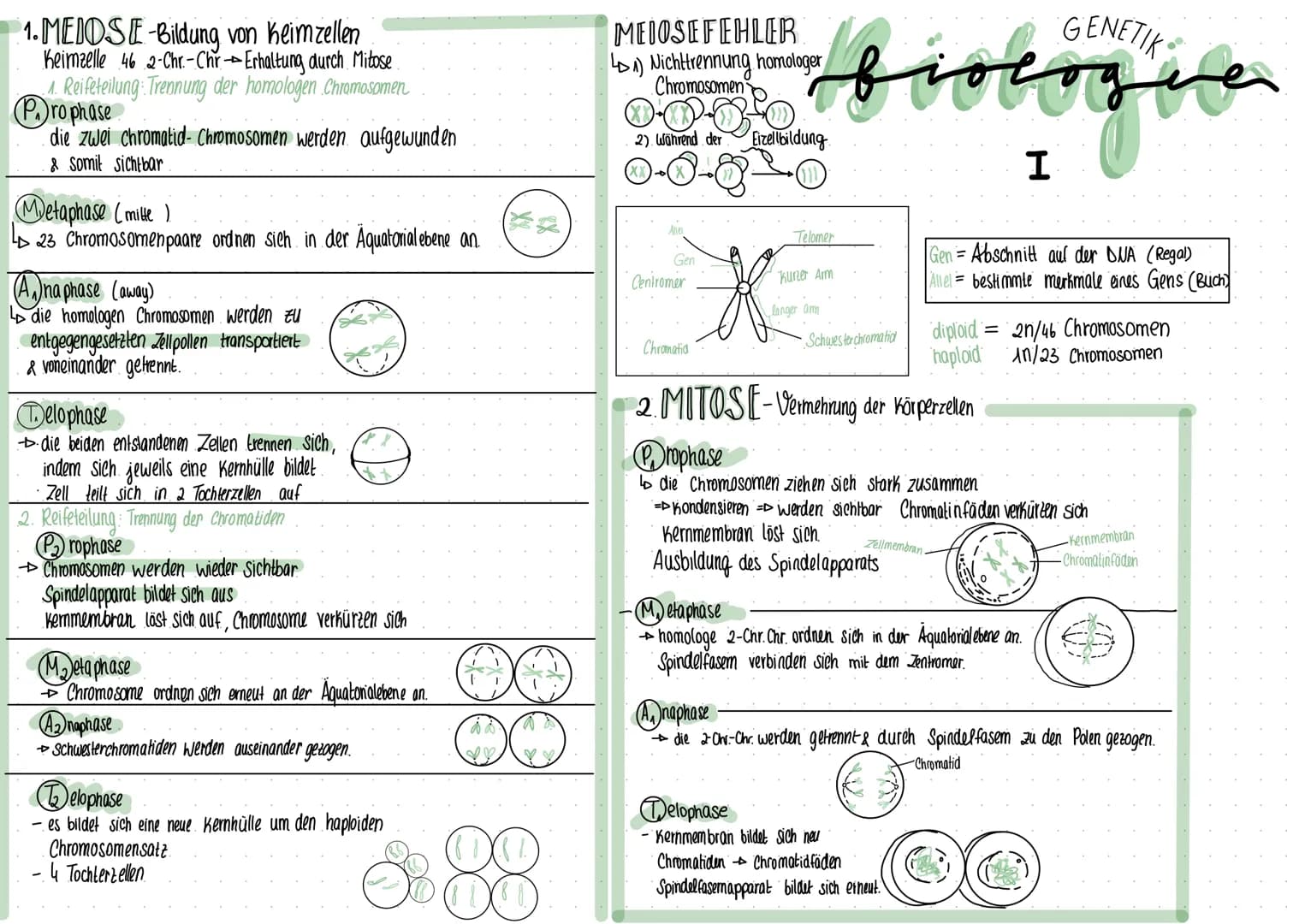# 1. MEDOSE-Bildung von Keimzellen
Keimzelle 46 2-Chr. Chr-Erhaltung durch Mitose
1. Reifeteilung: Trennung der homologen Chromosomen
### Pr