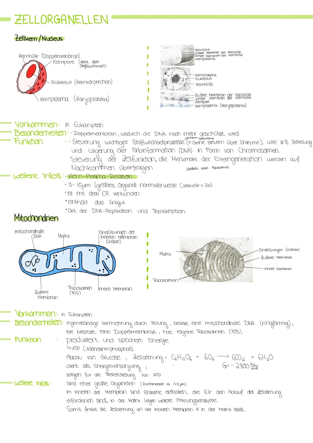 # ZELLORGANELLEN
## Zellkern/Nucleus
- Kernhülle (Doppelmembran)
- Kernpore (dient dem Stoffaustausch)
- Nukleolus (Kernkörperchen)
- Kernp
