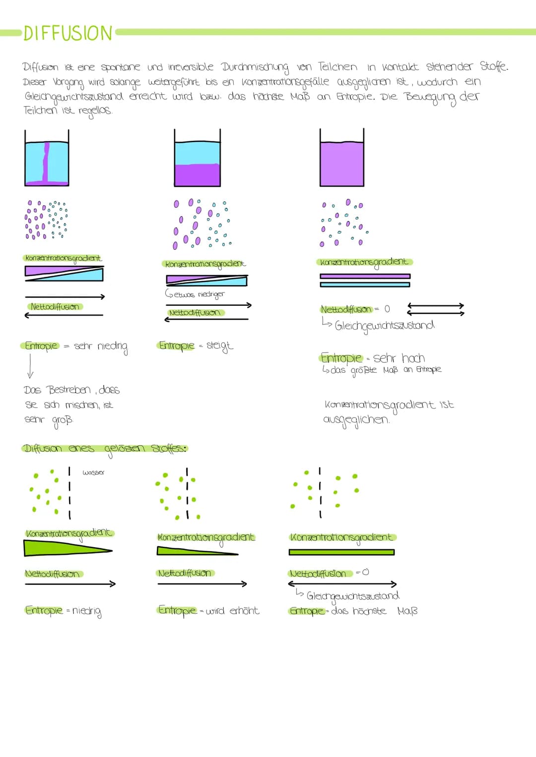 # ZELLORGANELLEN
## Zellkern/Nucleus
- Kernhülle (Doppelmembran)
- Kernpore (dient dem Stoffaustausch)
- Nukleolus (Kernkörperchen)
- Kernp