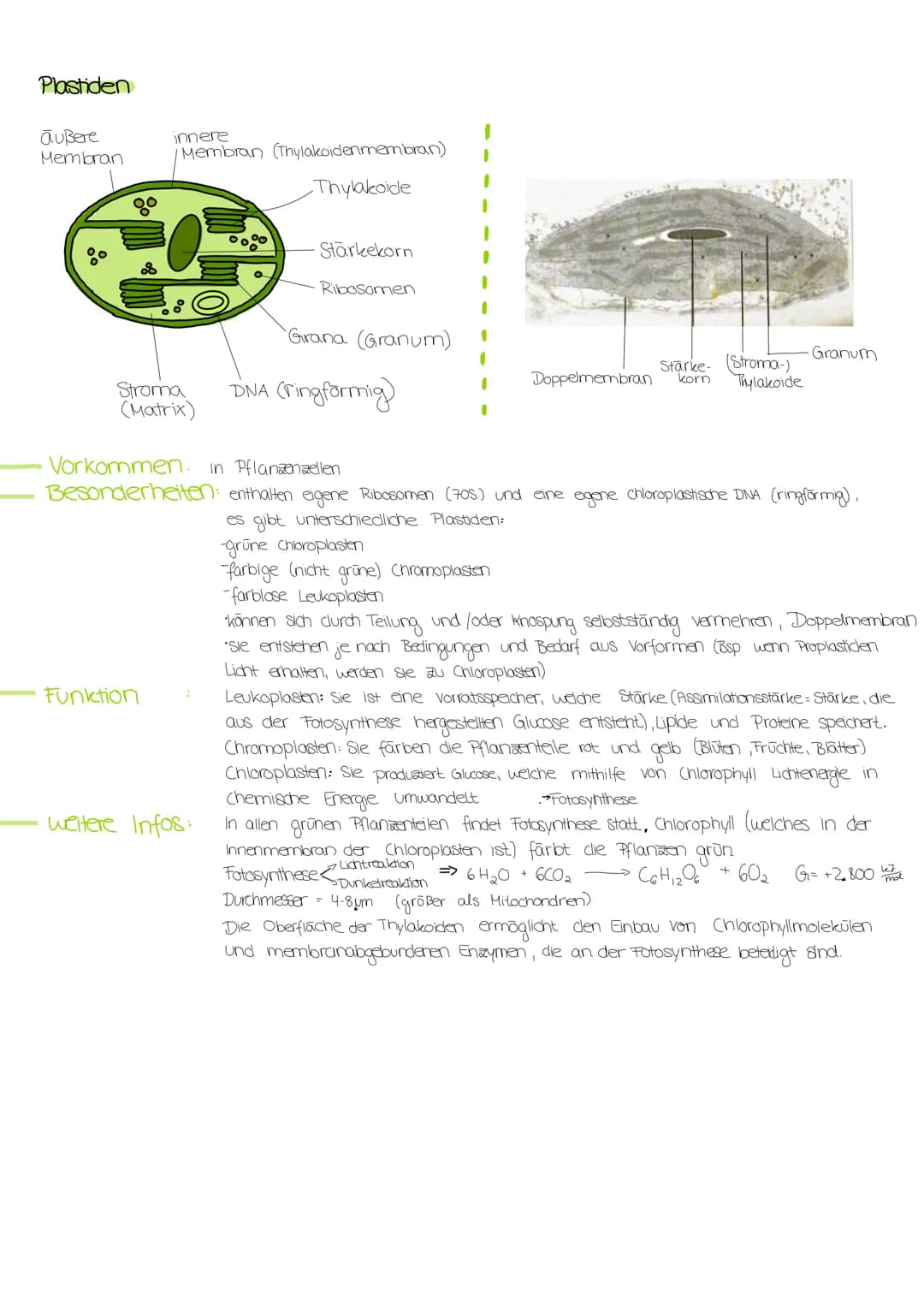 # ZELLORGANELLEN
## Zellkern/Nucleus
- Kernhülle (Doppelmembran)
- Kernpore (dient dem Stoffaustausch)
- Nukleolus (Kernkörperchen)
- Kernp