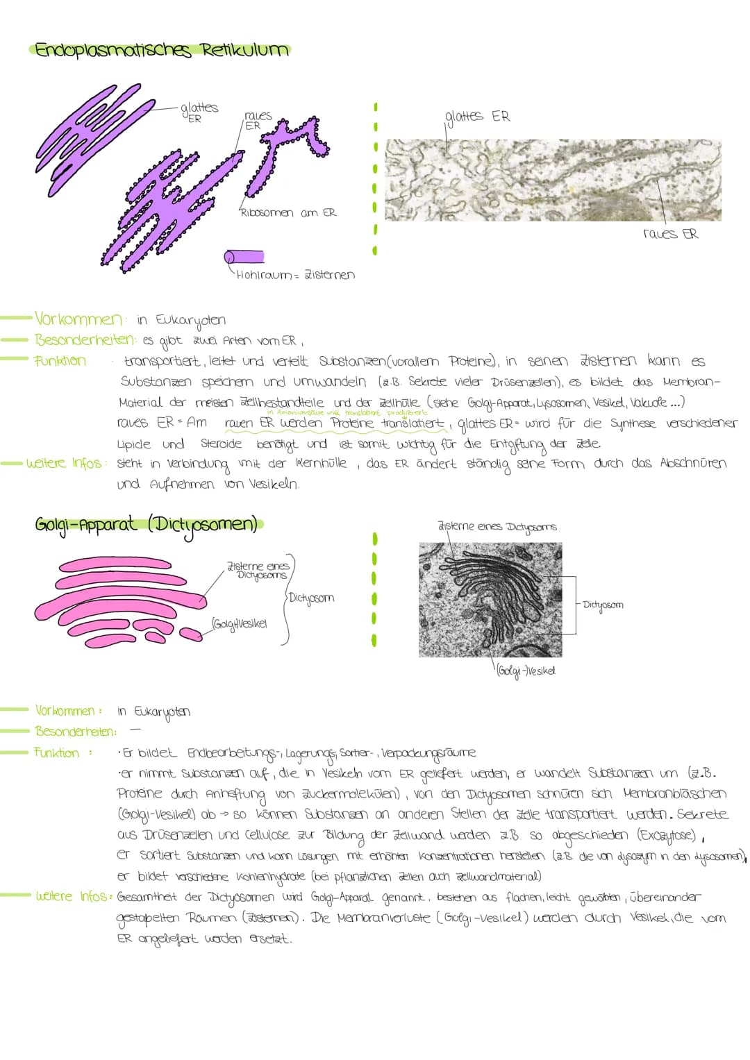 # ZELLORGANELLEN
## Zellkern/Nucleus
- Kernhülle (Doppelmembran)
- Kernpore (dient dem Stoffaustausch)
- Nukleolus (Kernkörperchen)
- Kernp