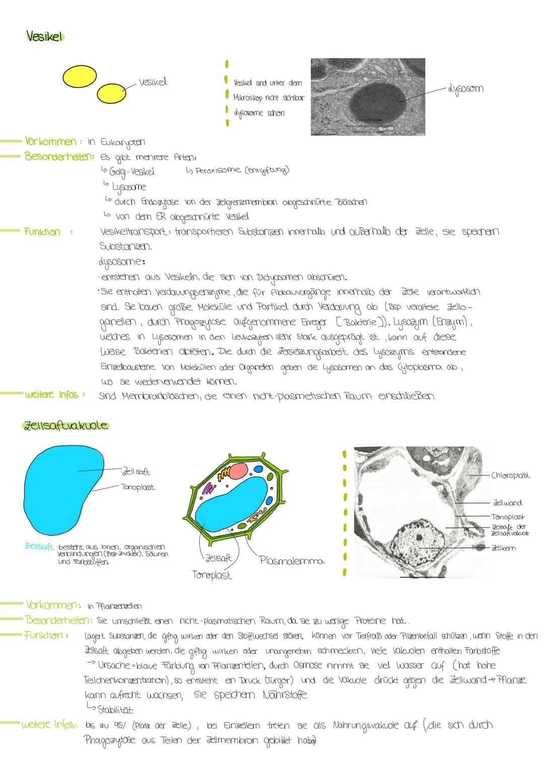 # ZELLORGANELLEN
## Zellkern/Nucleus
- Kernhülle (Doppelmembran)
- Kernpore (dient dem Stoffaustausch)
- Nukleolus (Kernkörperchen)
- Kernp