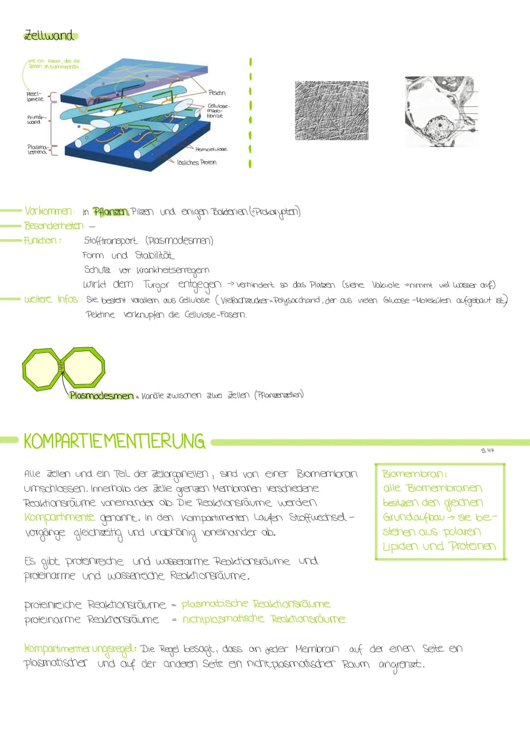 # ZELLORGANELLEN
## Zellkern/Nucleus
- Kernhülle (Doppelmembran)
- Kernpore (dient dem Stoffaustausch)
- Nukleolus (Kernkörperchen)
- Kernp