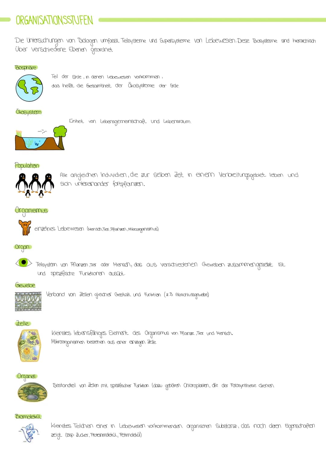 # ZELLORGANELLEN
## Zellkern/Nucleus
- Kernhülle (Doppelmembran)
- Kernpore (dient dem Stoffaustausch)
- Nukleolus (Kernkörperchen)
- Kernp