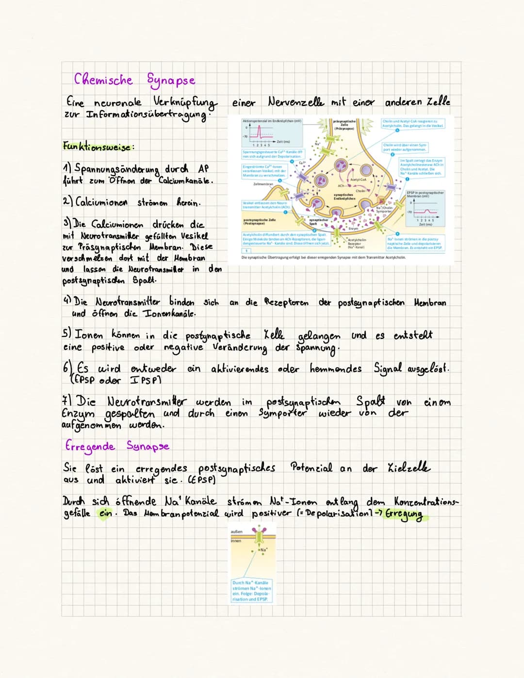 # Kontinuierliche Erregungsleitung
Wenn ein Aktionspotenzial ausgelöst wurde kann es am Axon fortlaufond neugebildet
werden ohne dass das Si