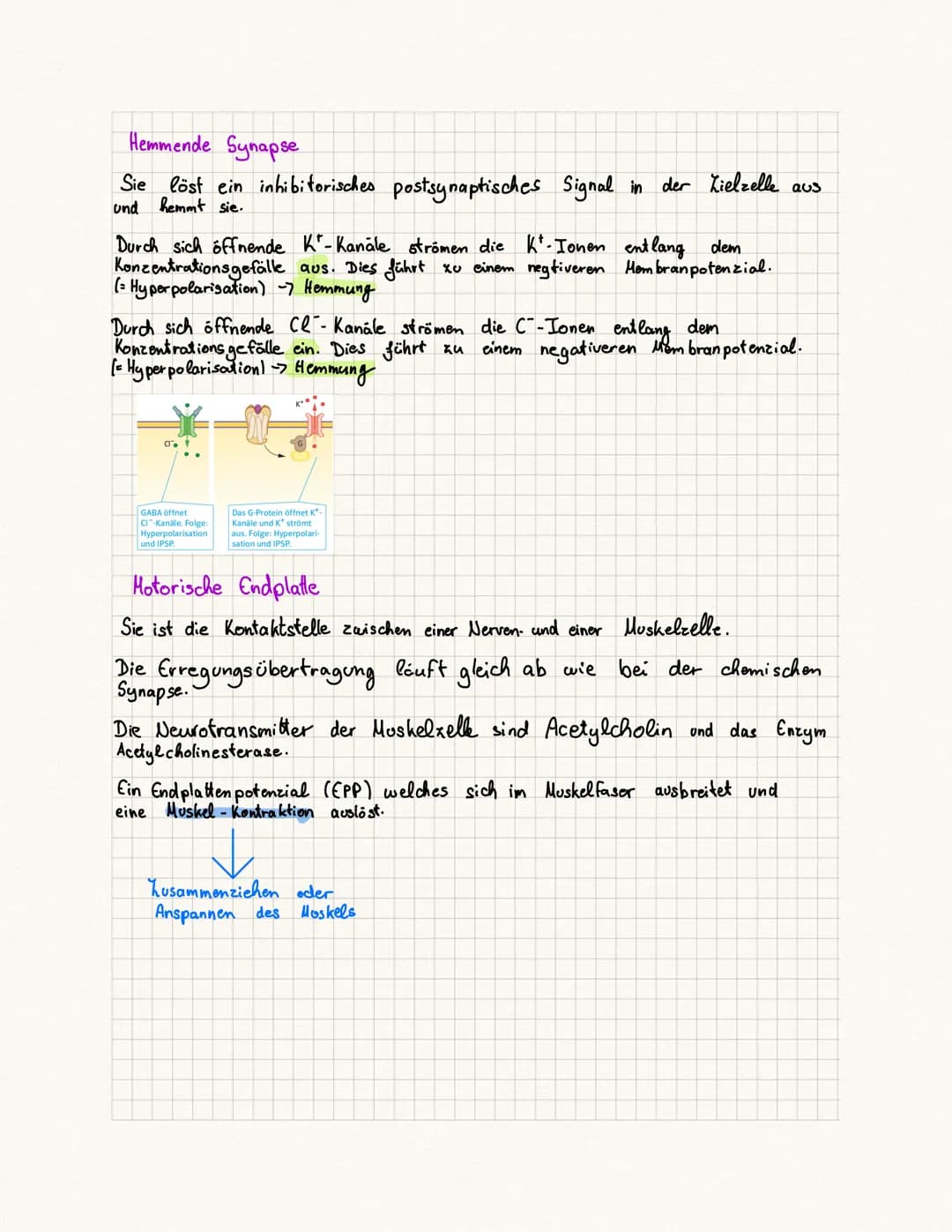 # Kontinuierliche Erregungsleitung
Wenn ein Aktionspotenzial ausgelöst wurde kann es am Axon fortlaufond neugebildet
werden ohne dass das Si