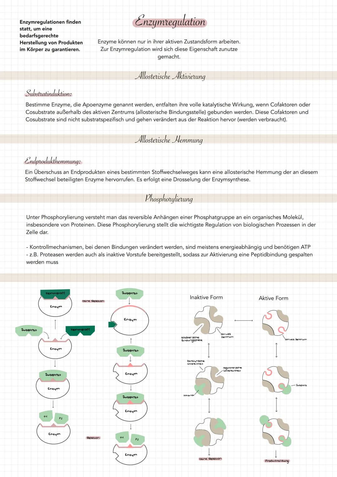 Enzymregulationen finden
statt, um eine
bedarfsgerechte
Herstellung von Produkten
im Körper zu garantieren.
Substratinduktion:
Enzymregulati