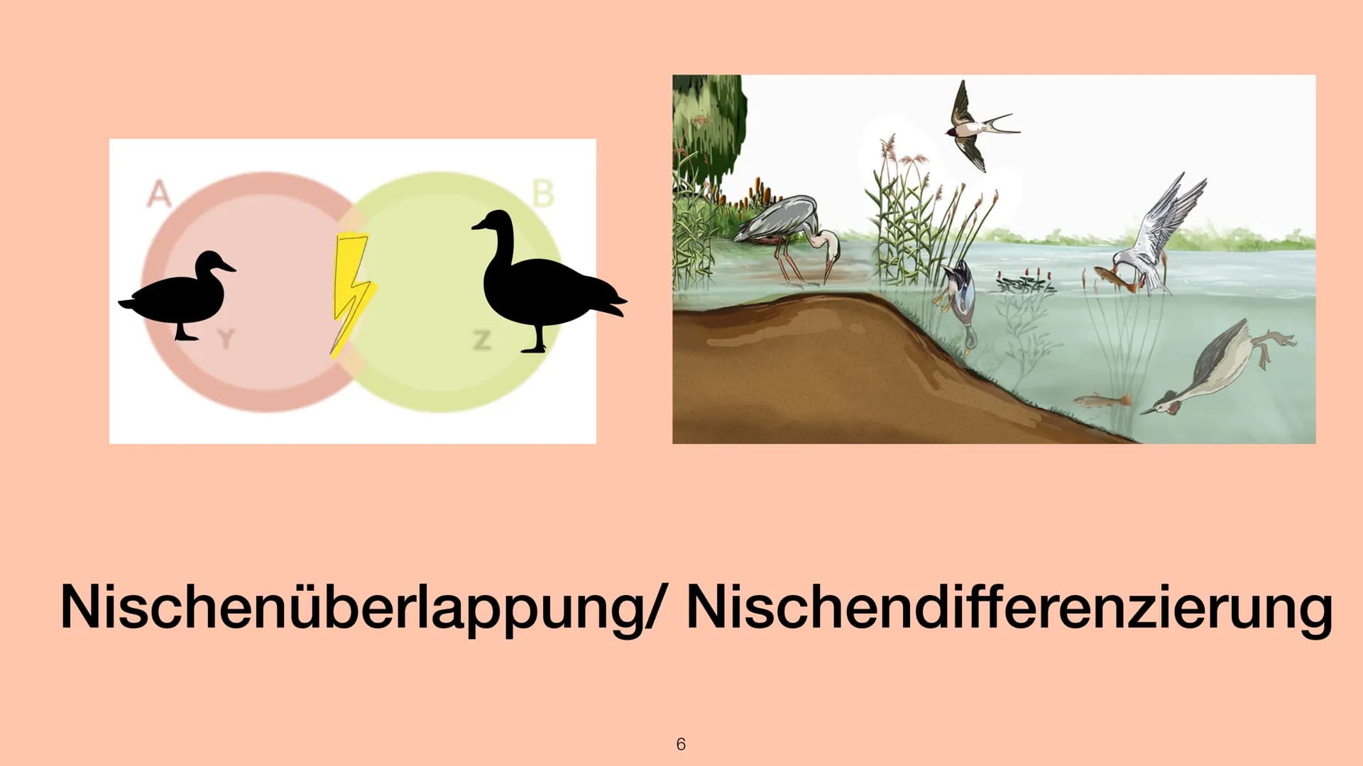 Ökologische
Nische
Hannah
Schmitt,BI1,Shf
04.11.2022 # Gliederung
* Nischendefinition
* Nischenüberlappung/ Nischendifferenzierung
* Nische
