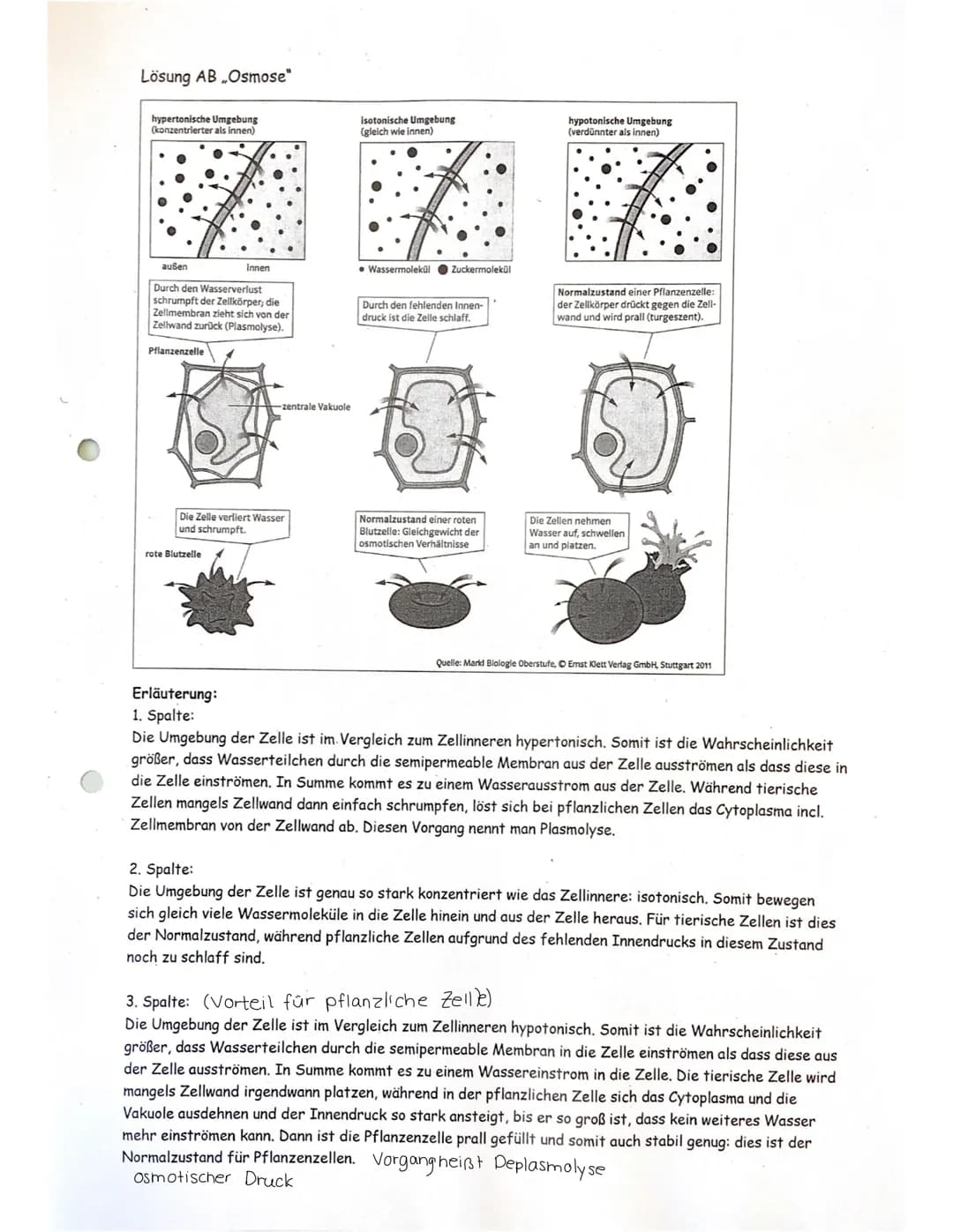 sellwana
- Vakuole
- Tonoplast
- Cytoplasma
- Plasmamembran
- Tertiarwand
- Sekundärwand
- Primärwand
- Mittellamelle
- Zellwand verhindert
