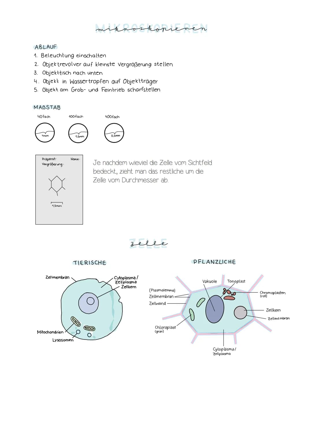 sellwana
- Vakuole
- Tonoplast
- Cytoplasma
- Plasmamembran
- Tertiarwand
- Sekundärwand
- Primärwand
- Mittellamelle
- Zellwand verhindert