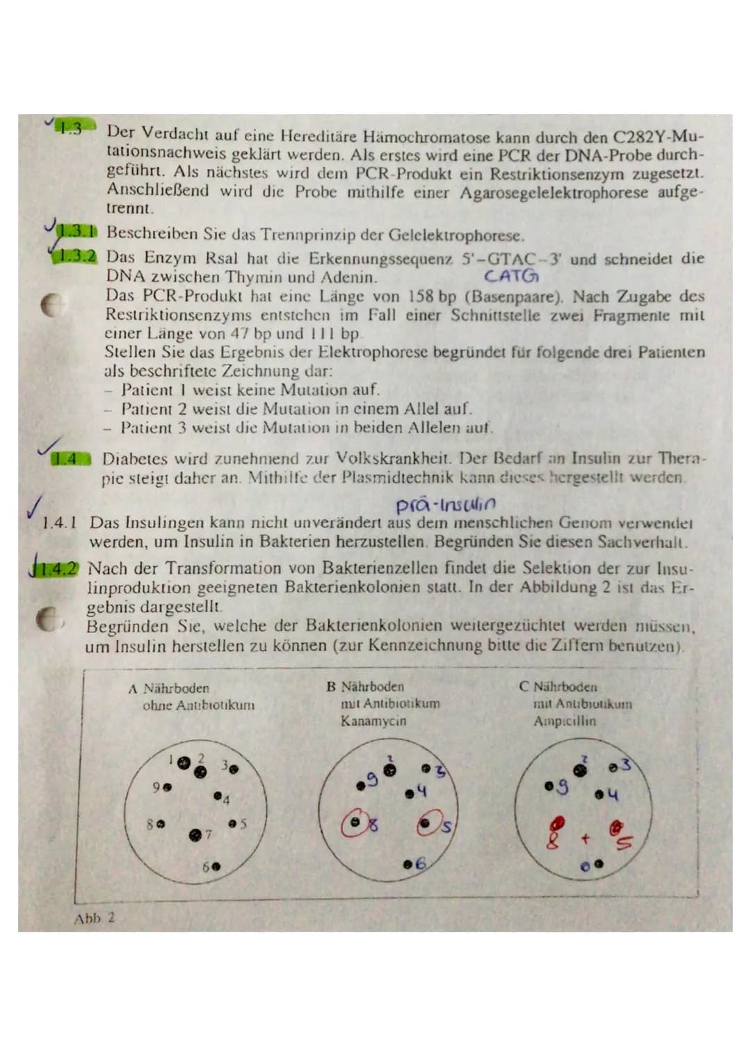 1.3 Der Verdacht auf eine Hereditäre Hämochromatose kann durch den C282Y-Mu-
tationsnachweis geklärt werden. Als erstes wird eine PCR der DN