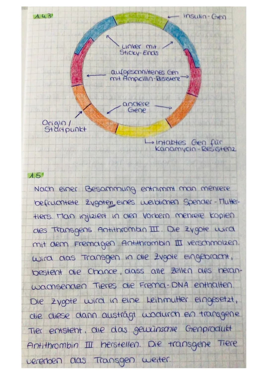 1.3 Der Verdacht auf eine Hereditäre Hämochromatose kann durch den C282Y-Mu-
tationsnachweis geklärt werden. Als erstes wird eine PCR der DN