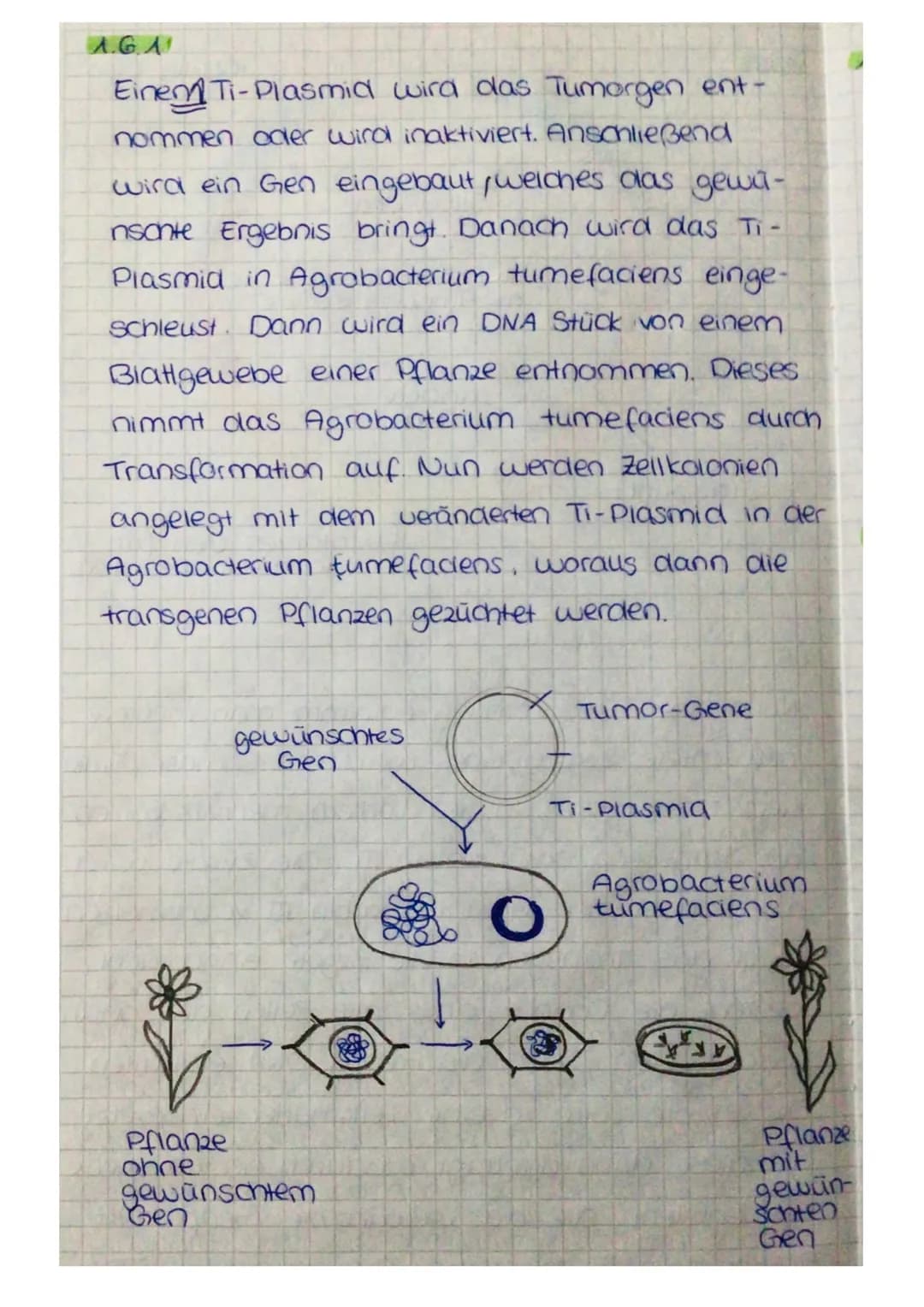 1.3 Der Verdacht auf eine Hereditäre Hämochromatose kann durch den C282Y-Mu-
tationsnachweis geklärt werden. Als erstes wird eine PCR der DN