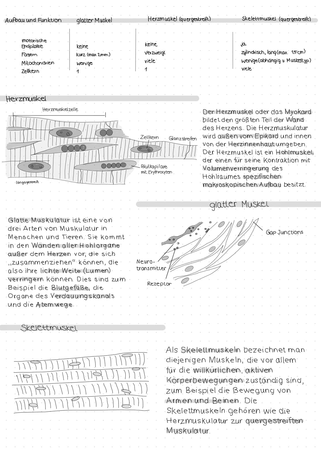 | Aufbau und Funktion | glatter Muskel | Herzmuskel (quergestreift) | Skelettmuskel (quergestreift) |
|---|---|---|---|
| motorische Endplat
