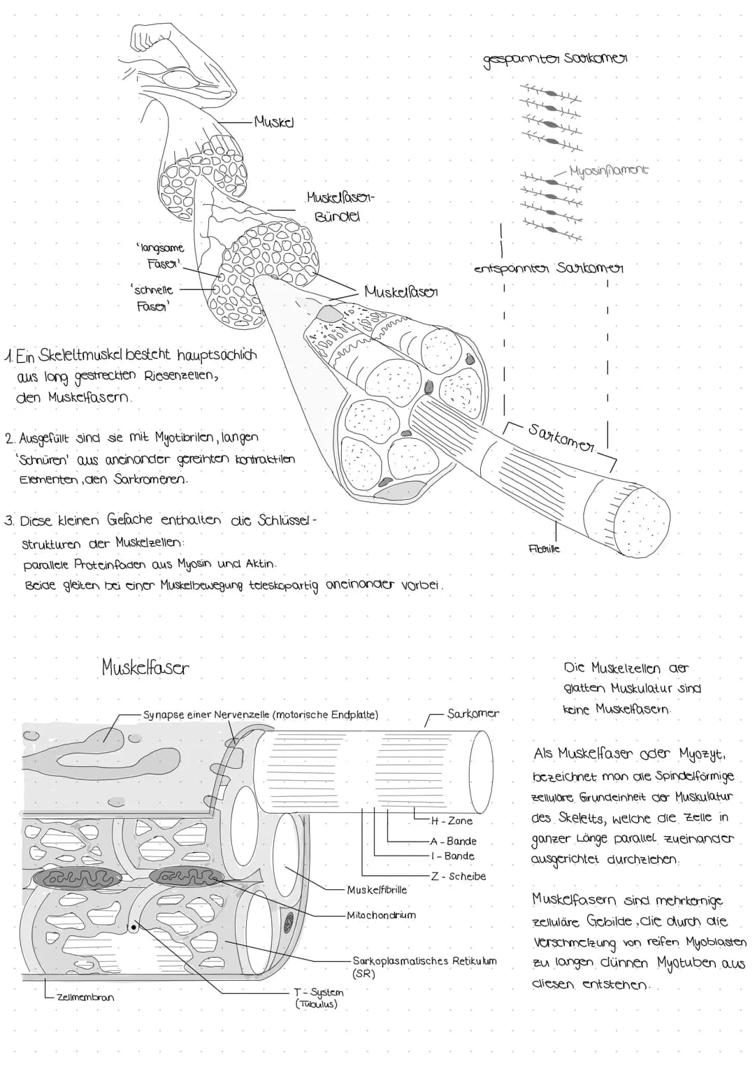 | Aufbau und Funktion | glatter Muskel | Herzmuskel (quergestreift) | Skelettmuskel (quergestreift) |
|---|---|---|---|
| motorische Endplat