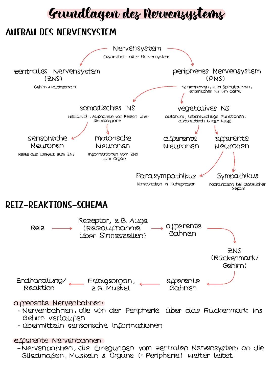 Aufbau des Nervensystems & Reiz-Reaktions-Schema | Neurobiologie